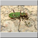 Cicindela campestris - Feld-Sandlaufkaefer 05a Tongrube-Lehmwand-Wallenhorst.jpg